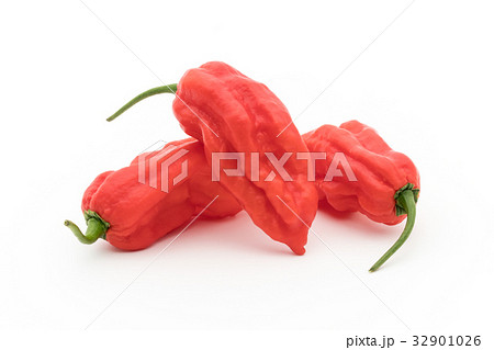 ゴーストペッパー（ブートジョロキア）:Ghost pepper 32901026