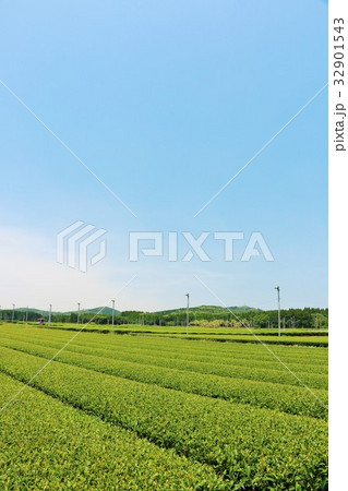 鹿児島県　知覧茶の茶畑 32901543