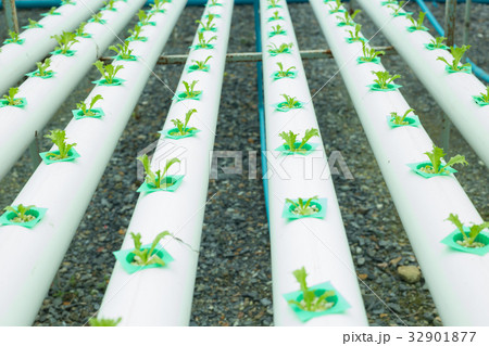 Organic hydroponic vegetable cultivation farm Organic hydroponic vegetable cultivation farm 32901877