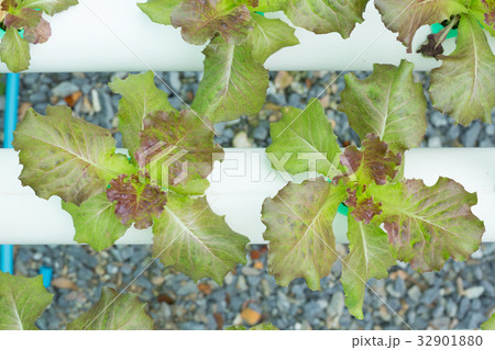 Organic hydroponic vegetable cultivation farm 32901880