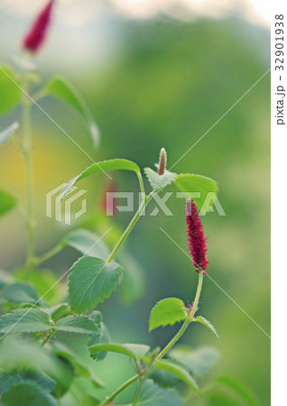 キャットテール キャットテール 32901938