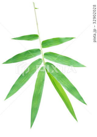 Bamboo leaves isolated on white Bamboo leaves isolated on white 32902028
