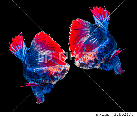 Betta splendens, siamese fighting fish isolated Betta splendens, siamese fighting fish isolated 32902176