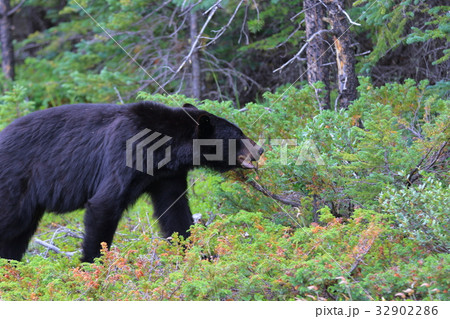野生の熊・ブラックベア・カナディアンロッキー・ジャスパー国立公園 32902286