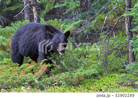 野生の熊・ブラックベア・カナディアンロッキー・ジャスパー国立公園 32902289