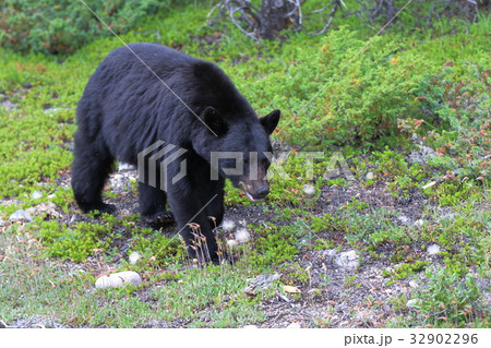 野生の熊・ブラックベア・カナディアンロッキー・ジャスパー国立公園 32902296