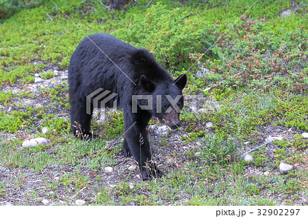 野生の熊・ブラックベア・カナディアンロッキー・ジャスパー国立公園 32902297