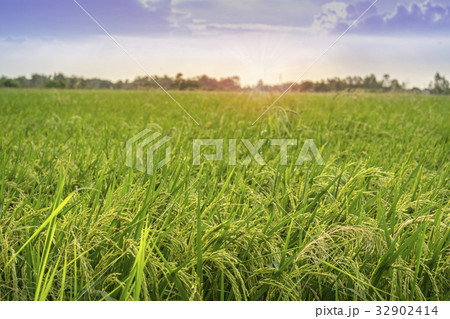 Landscape view of green rice field Landscape view of green rice field 32902414