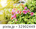 Sunlight, Red Bougainvillea's flowers 32902449