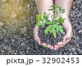 Two hands holding the tree to plant 32902453