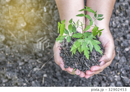 Two hands holding the tree to plant Two hands holding the tree to plant 32902453