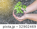 Two hands holding seedlings to plant 32902469