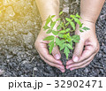 Two hands of the women holding the tree to plant 32902471