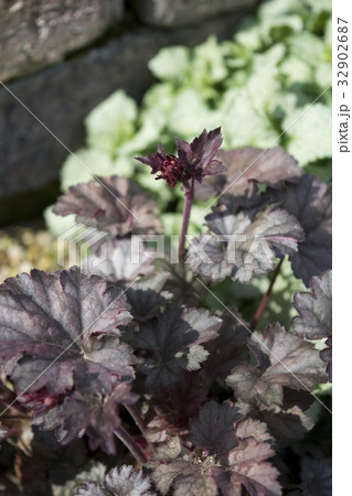 ヒューケラ　オブシディアン　蕾 32902687