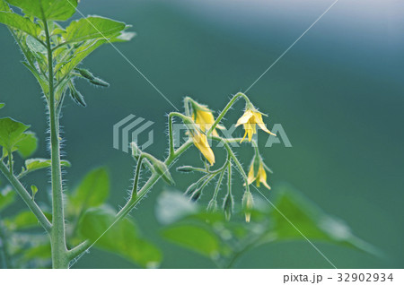 トマトの花 32902934