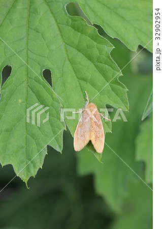 チャドクガ１０ 32902954