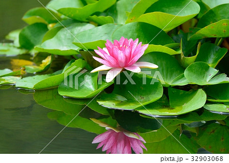 西新井大師の睡蓮 32903068