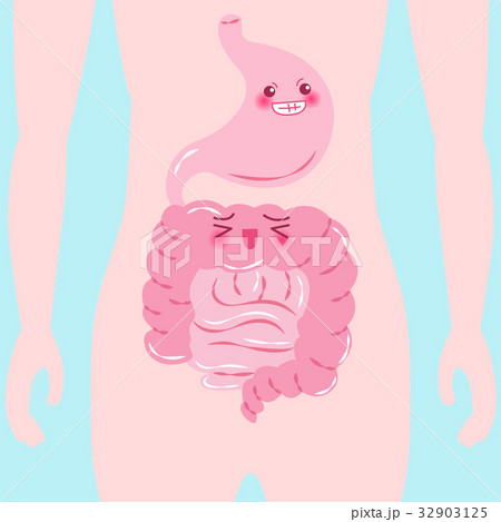 cartoon intestine and stomach 32903125