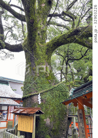 那智の樟(くす) 那智の樟(くす) 32903226