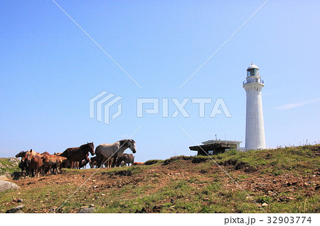 下北半島尻屋崎・寒立馬 下北半島尻屋崎・寒立馬 32903774