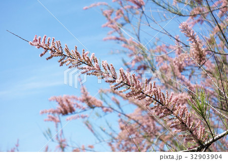 ギョリュウ 32903904