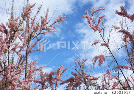 ギョリュウ 32903917