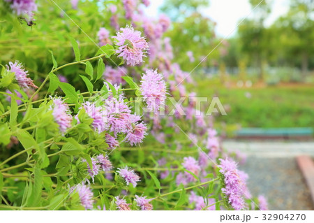 ワイルドベルガモットの花 32904270