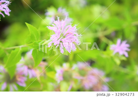 ワイルドベルガモットの花 ワイルドベルガモットの花 32904273