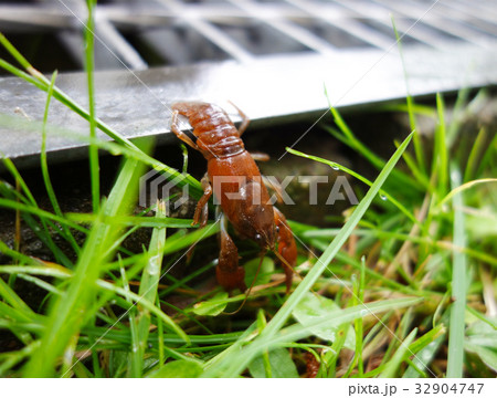 ニホンザリガニ 32904747