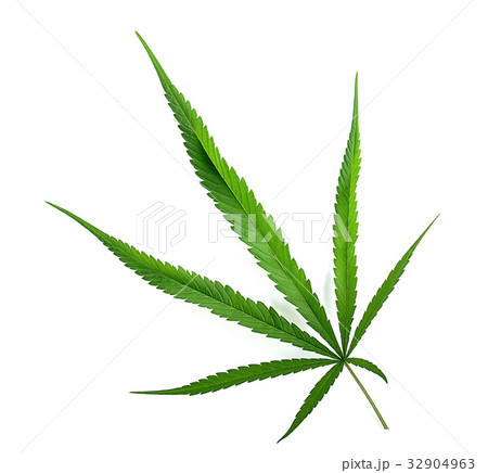 Cannabis indica texture on background. 32904963