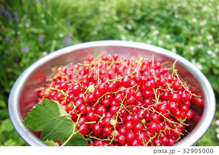 フサスグリ 32905000