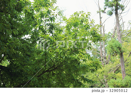 クリの実 32905012