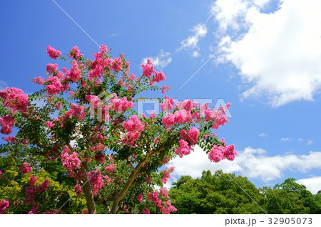 夏の花・百日紅４ 32905073