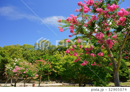 夏の花・百日紅５ 32905074