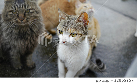 野良猫 32905357