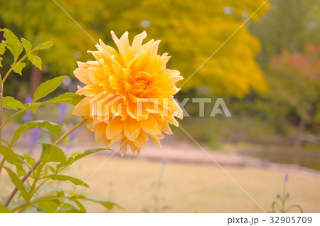 秋ののダリア 秋ののダリア 32905709
