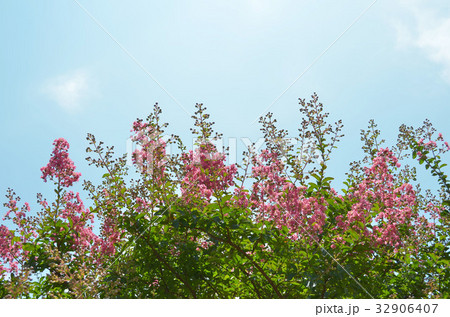さるすべりの花 さるすべりの花 32906407