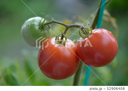 家庭菜園のトマト 32906408