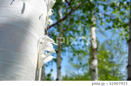 白樺の幹 32907455