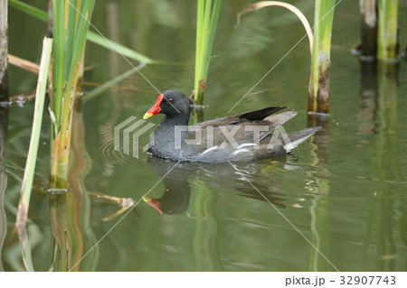 バン バン 32907743