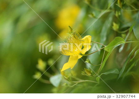 ビヨウヤナギ 32907744