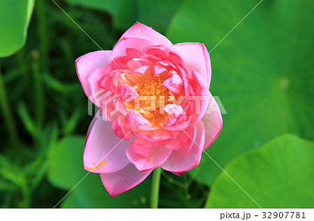 蓮の花 蓮の花 32907781