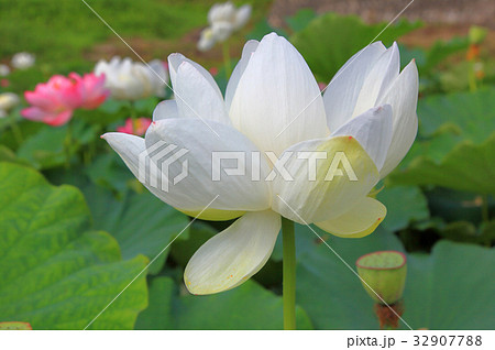 蓮の花 蓮の花 32907788