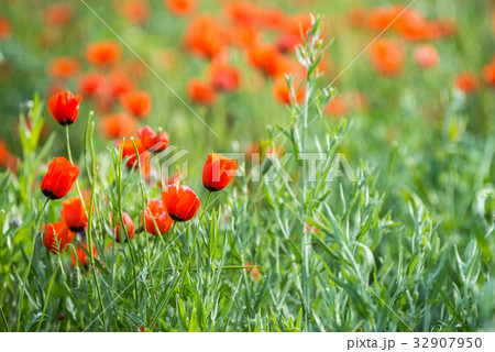 Poppy flowering 32907950