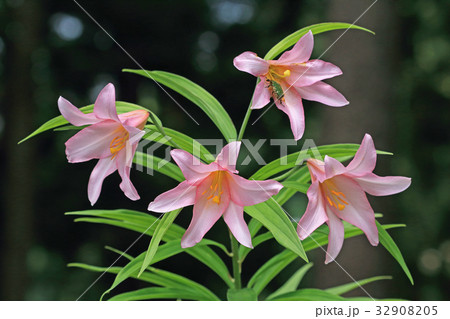 ヒメサユリの花　只見町・百合平山 32908205