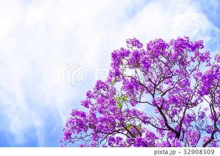 Jacaranda tree in Adelaide 32908309