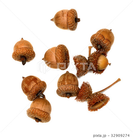 Autumn acorns on white 32909274