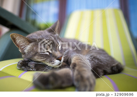 Lazy domestic gray cat lying on one side 32909696