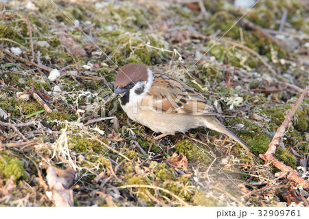 枯草をついばむスズメ 32909761