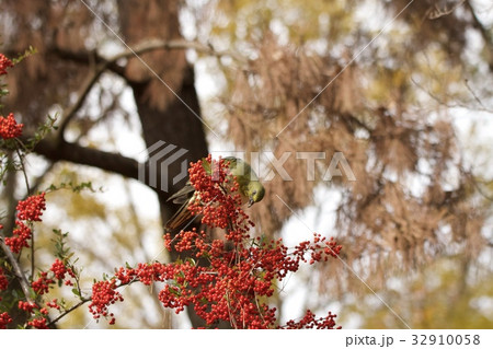 ナンテンとアオバト 32910058